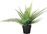 Limpiar con un paño seco. FEJKA - Planta artificial en maceta, decoración de oficina en casa para interiores y exteriores [helecho 9 cm]