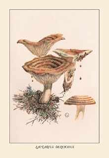 BuyEnLarge Lactarius Deliciosus - 12x18 Art Poster by W. Hamilton Gibson
