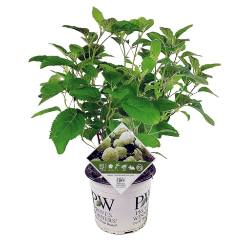 Plant in a Box - Hortensia Strong Annabelle - Hortensia - Arbusto Deciduo Fuerte y Resistente al Invierno - Maceta 19cm - Altura 30-40cm