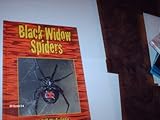 Black Widow Spiders (Dangerous Creatures)