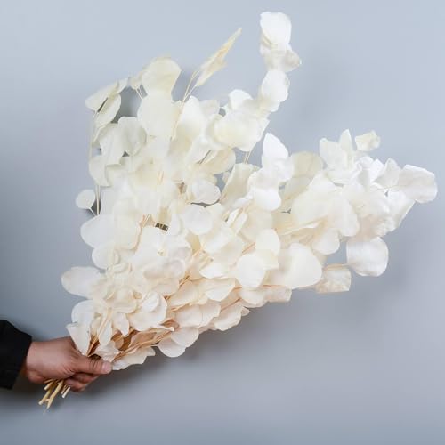 10 PCS Real Creamy White Silver Dollar Eucalyptus Stems for
