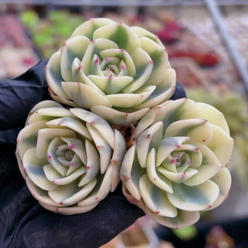 観葉植物 多肉植物 錦」の人気商品一覧 | 安い商品を通販サイトから