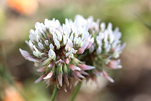 White Clover (Trifolium Repens) Seeds - Pack Of 1,350, Certified Organic, Non-Gmo, Open Pollinated, Untreated Flower Seeds For Planting – From Usa #TOP1