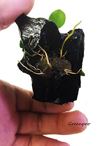 Dwarf Anubias Nana Petite On Driftwood Live Aquarium Plants Fish Tank Decorations Water Plants By Greenpro #TOP3