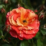 Heirloom Floribunda Roses, Live Own Root Plant, Frida Kahlo™