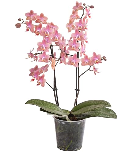 Dehner Schmetterlingsorchidee, Phalaenopsis cultivars, zweitriebig, 30 cm inkl. Pflanztopf, Ø Topf 12 cm, Zimmerpflanze