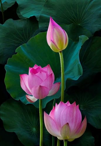 Image of PINK NELUMBO NUCLEAR. LOTUS. PODDO FLOWER PLANT)