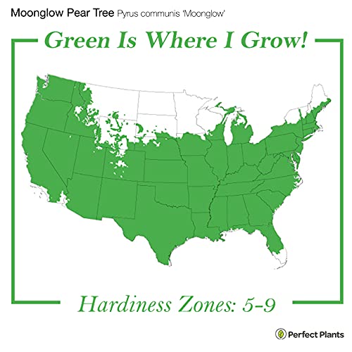 Perfect Plants Moonglow Pear Tree 4-5 Ft. Tall Self-Pollinating Heavy Producer Of Sweet Fruit, White Flowers #TOP2