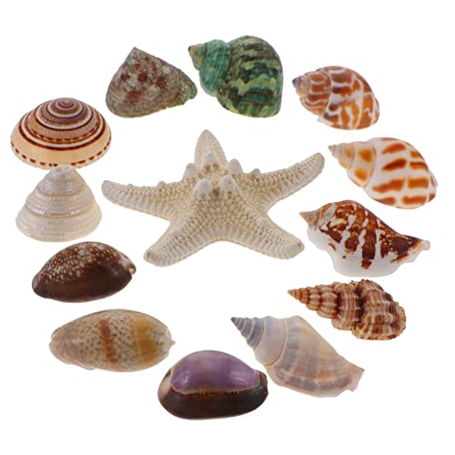 GOOHOCHY 13pièces Décoration Coquillages Naturels Et Étoiles De Mer Conques pour Aquarium Accessoire DIY Ambiance Plage pour Intérieur