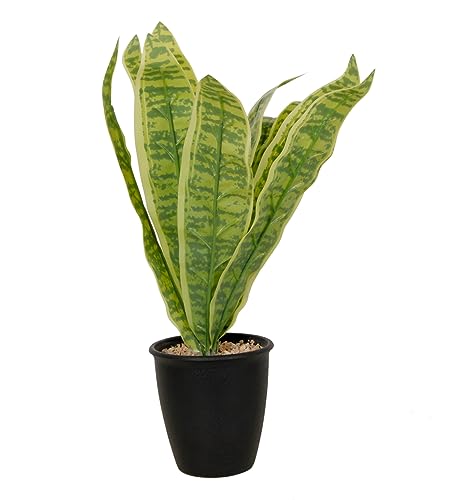 Image of Foliyaj Artificial Snake Plant with Black Pot with Embedded Brown Stones | 38 cm Tall | Plants for Home Decor | Indoor Plants for Living Room