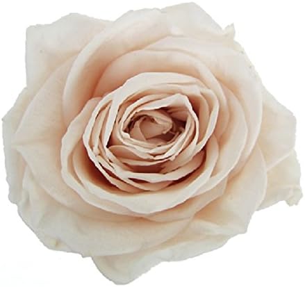 Amazon Co Jp フロールエバー プリザーブドフラワー プレミアムローズ パンナコッタ