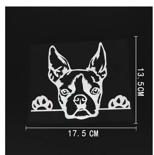 GAETOYEN Adesivo per Auto Cane 17.5 Cmx 13.5 Cm Simpatico Boston Terrier Peeking Dog Adesivo per Auto in Vinile Nero/Argento Css1A17133