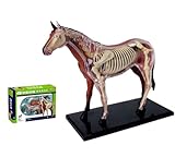 Generico Caballo Anatomía Modelo, 4D Visión Anatomía Modelo Ayudas para la Enseñanza Simulación Animal Caballo Órgano Modelo Anatomía Médico Modelo de Enseñanza