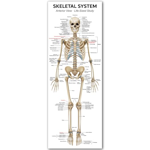 Image of Life Size Skeleton Bones Named Poster 72 x 27 Inch Human Skeleton Poster for Classroom or Lab and Medical Office Shipped Crease-Free Posters Wall Decor for Students Teachers and Doctors
