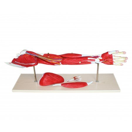 Vision Scientific VAM435-N 7 Parts Life-Size Arm Musculature Model | Shows Superficial and Deep Muscles, Tendons, Blood Vessels, Nerves | Bone Components of The Arm and Shoulder are Shown | W Manual