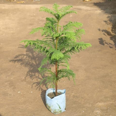 Bedroom Plants Araucaria/Christmas Tree in 8 Inch Plant Nursery Bag-image-42