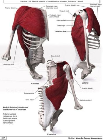 Realism: A Study in Human Structural Anatomy