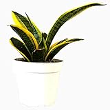 Shop Succulents Superba Robusta Snake Plant - Sanseveria 4