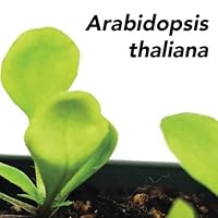 Arabidopsis thaliana 1505344867 Book Cover