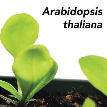 Paperback Arabidopsis thaliana Book