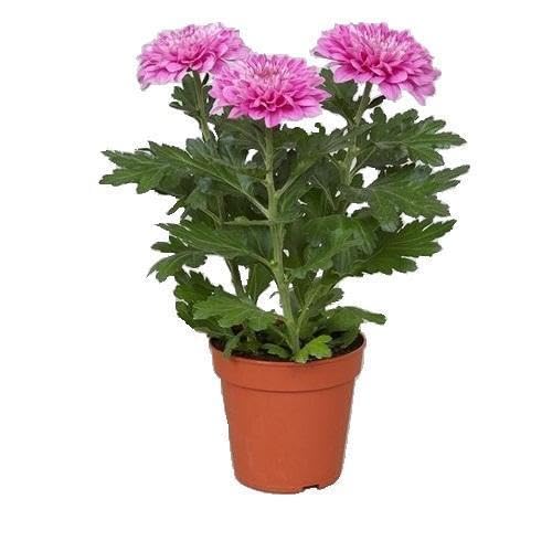 Crisantemo Flor Natural Mix Color Originario de Asia