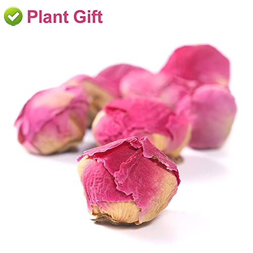 Flores secas naturales de Peonía Paeonia lactiflora 50g miniatura 5
