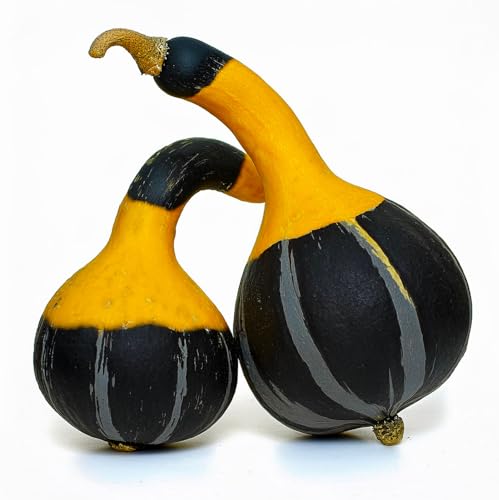 20 Semillas de Calabaza Koshare - SemiSauvage Permacultura