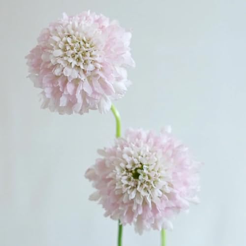 450 Pc Semillas De Plantas Sarnosas - Decoraciones Florales, Plantas Para Lugares Soleados. Flores Silvestres Flores De Balcón, Flores Cortadas Semillas Semillas De Pasto De Abejas