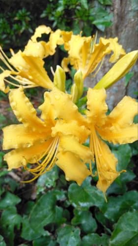 黄色彼岸花 リ 鹿児島県 球根１個 広花弁 ヒガンバナ 山野草のサムネイル