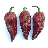 Wayland Chiles Bhut Jolokia (Chocolate)