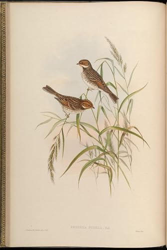 Tableaux peinture sur toile oiseau Emberiza Pusilla par John Gould 60x90cm