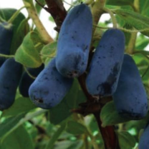 Kamchatka Berry Indigo Gem 1L Jardín Planta con Hermosas Flores - La Decoración Perfecta para tu Parcela - Para Jardineros Principiantes y Profesionales - Frutas Deliciosas y Saludables