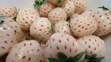 FRAISES BLANCHES, 50 GRAINES, graines fraîches