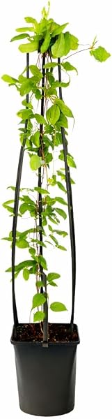 Clematis 'Ville de Lyon' – Waldrebe 60-80 cm | Blühfreudige Kletterpflanze für Garten & Balkon | Sommerblüher, winterhart, mehrjährig, bienenfreundlich - 4