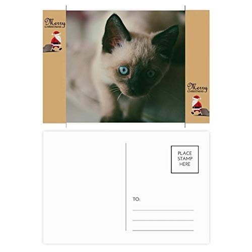 Photos de chaton aux yeux bleus et gris la serie artistique aux finitions precises