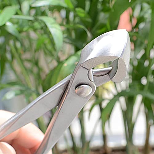 Herramienta Corte Bonsai Basic Inox 21 cm miniatura 6