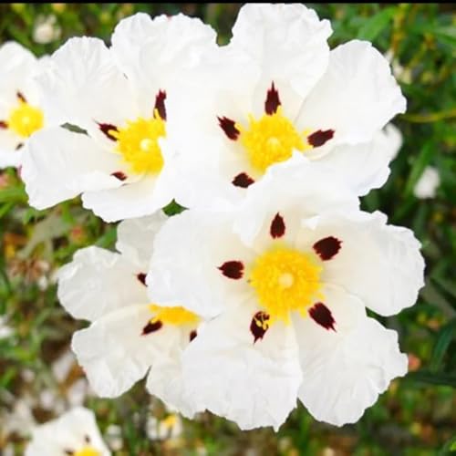 Semillas de jara,semillas dede jara,Cultivo de semillas,fácil de plantar.Cobertura vegetal,decoración de jardín para exteriores.30pcs