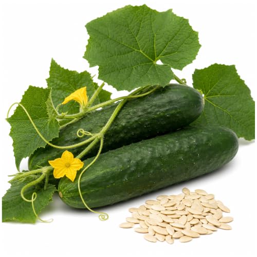 50 Marketmore 76 Cucumber Seeds for Planting - Classic Heirloom Slicer, Non-GMO, USA Grown by RDR Seeds