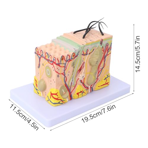 Laroal Künstliche Modelle 35-Fach vergrößertes Hautmodell für Anatomiestudien und dermatologische Ausbildung 3D-Hautstrukturmodell mit 25 digitalen Markierungen