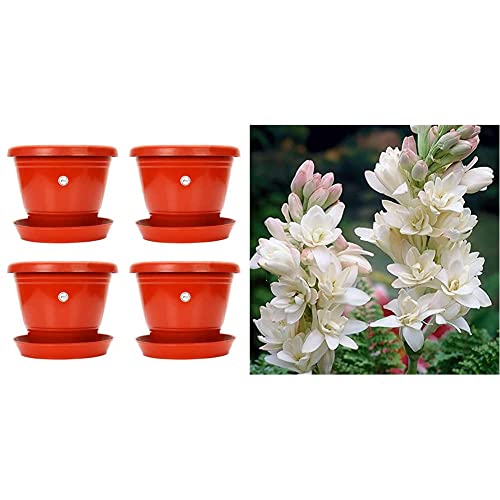 Image of Kraft Seeds 8-inch Garden Balcony Flowering Planter with Bottom Plate /Tray (Red /Terracotta, Pack of & Gate Garden Rajnigandha Double Flowering Fragrant Polianthes Tuberosa Flower Bulbs /Seeds Combo