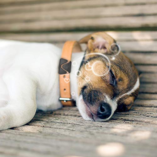 thunderease calming collar