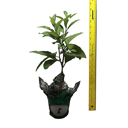 Orange Zest Peel Jasmine Jessamine Live Tropical Cestrum Plant Lightly Fragrant Orange Flower Starter Size 4 Inch Pot Emerald Tm #TOP4