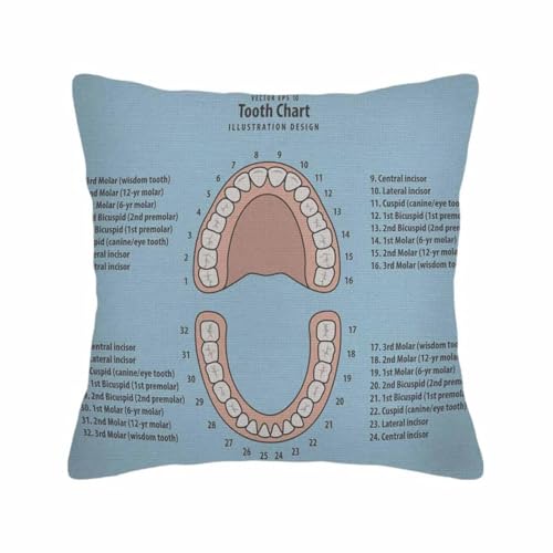 Image of Throw Pillow Covers Pink Education Tooth Chart Number Infographic on Blue Dental Human Anatomy Pillow Case 18x18 Inch Cushion Cover for Home Party