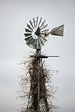Country Photography Print (Not Framed) Vertical Picture of Aermotor Windmill Covered in Vines in Okl