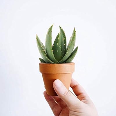 Desertworld Mini-Kakteen & -Sukkulenten, 20er Set - Verschiedene Arten, sehr pflegeleicht, benötigen wenig Wasser - Tolle Dekoration, für Indoor & Garten - Topf-Ø 6 cm, Pflanzenhöhe: 8-15 cm