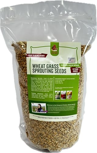 Non-GMO Fodder Seeds for Chickens (3 pounds), Pasture Grass Seed, Wheat Grass Seeds for Growing...