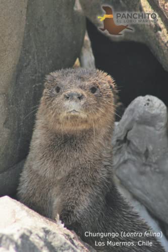 sea otter notebook: small notebook to take to school with an otter design