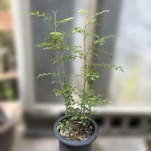 シマトネリコの中苗 高さ約80cm 1本 【公式通販】