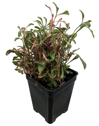 Biblical Red Threads St. Joseph's Coat -Alternanthera- Easy Houseplant-2.5' Pot