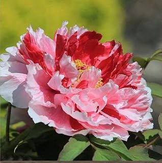 Heißer Verkauf Chinese Suffruticosa Blumensamen Gartenpflanzen Garten 15 Arten Farben Pfingstrose Samen Topfpflanzen Garten Pflanzensamen: Only Seeds
